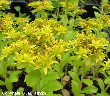 Sedum Ray Stephenson maksaruoho.jpg